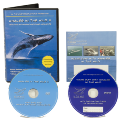 whale watch trip video special